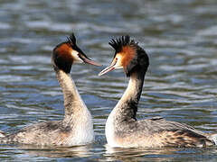 Great Crested Grebe