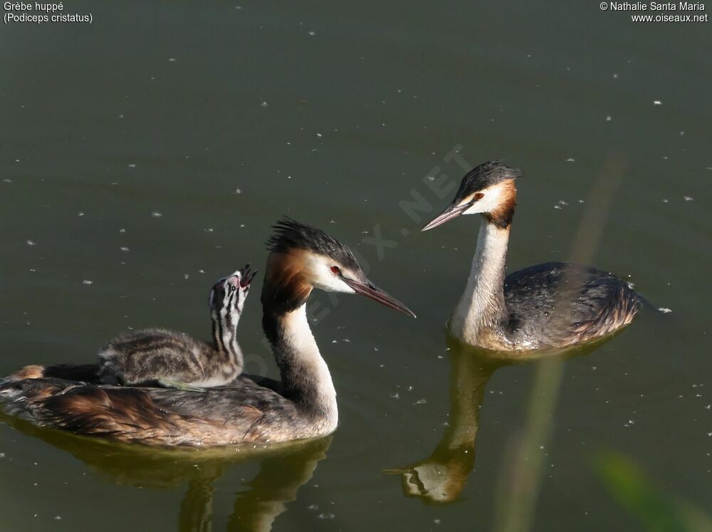 Great Crested Grebe, habitat, swimming, Behaviour