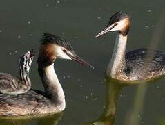 Great Crested Grebe