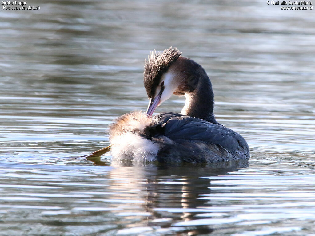 Great Crested Grebeadult transition, identification, care, swimming, Behaviour