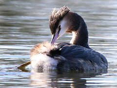 Great Crested Grebe