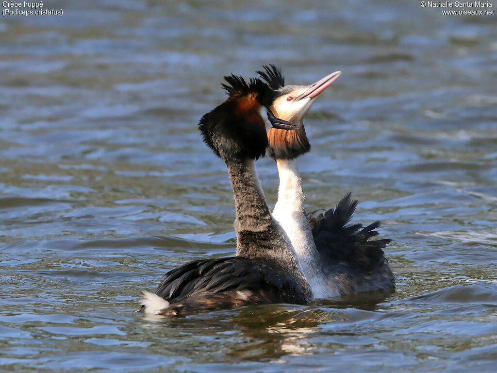 Grèbe huppé, habitat, nage, parade, Comportement