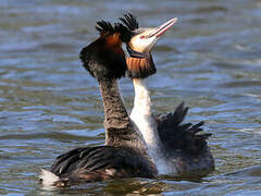 Great Crested Grebe