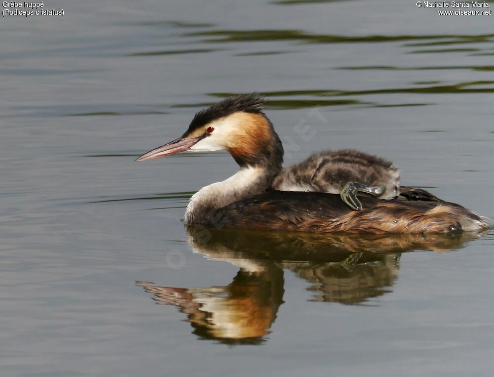 Great Crested Grebe, identification, habitat, swimming, Behaviour