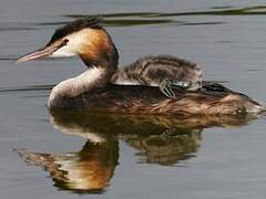 Great Crested Grebe