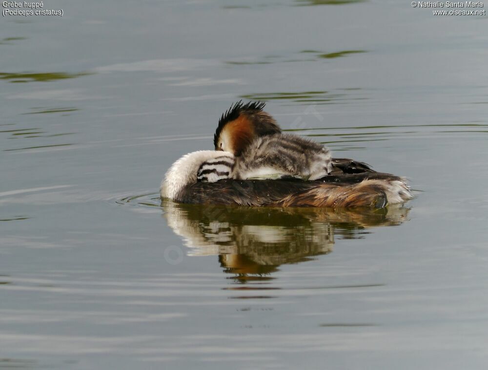 Great Crested Grebe, identification, habitat, swimming, Reproduction-nesting, Behaviour