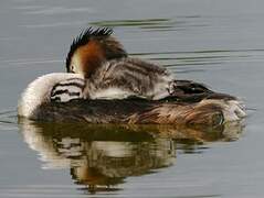 Great Crested Grebe