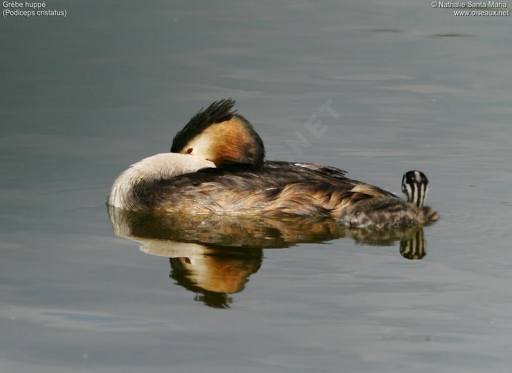 Great Crested Grebeadult breeding, swimming, Reproduction-nesting