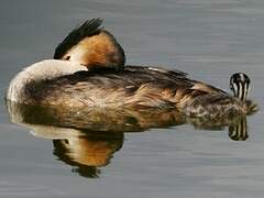 Great Crested Grebe