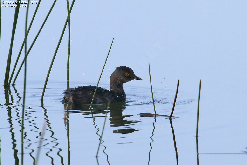 Least Grebeadult, identification, swimming