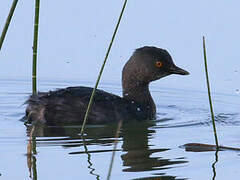 Least Grebe