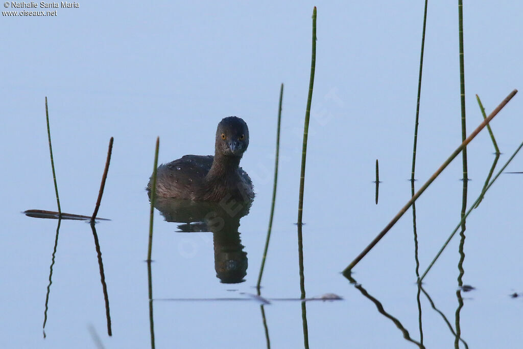 Grèbe minimeadulte, identification, nage