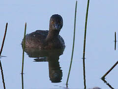 Least Grebe