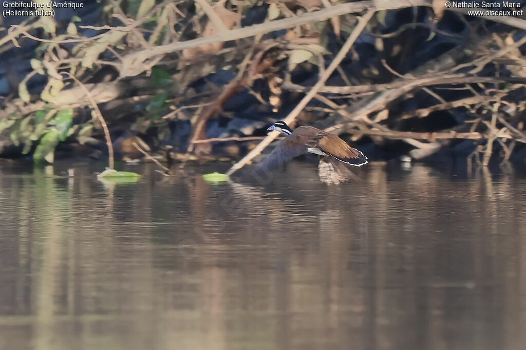 Grébifoulque d'Amérique
