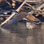 Grébifoulque d'Amérique