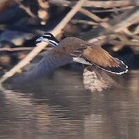 Grébifoulque d'Amérique