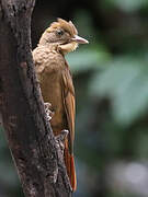 Tawny-winged Woodcreeper