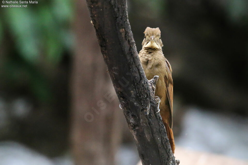 Tawny-winged Woodcreeper, identification