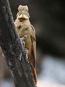 Tawny-winged Woodcreeper