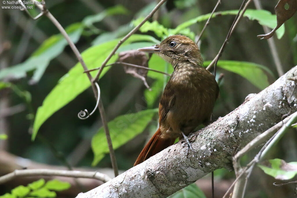 Tawny-winged Woodcreeper, identification