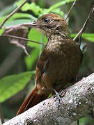 Tawny-winged Woodcreeper