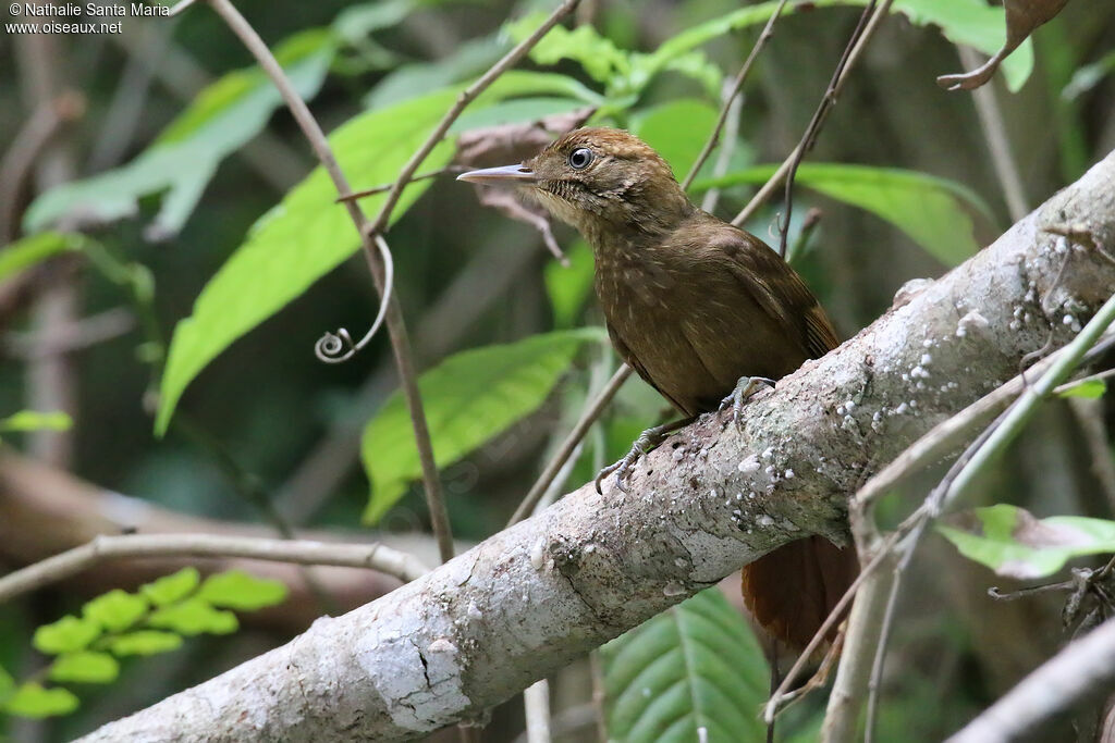 Tawny-winged Woodcreeper, identification