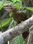 Tawny-winged Woodcreeper