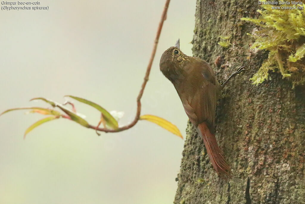 Wedge-billed Woodcreeperadult, identification