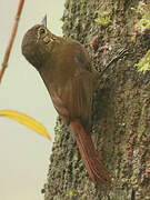 Wedge-billed Woodcreeper