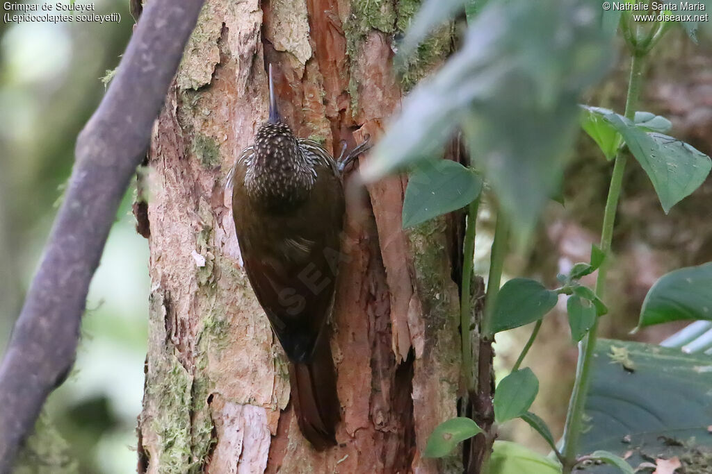 Streak-headed Woodcreeperadult, identification