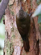 Streak-headed Woodcreeper