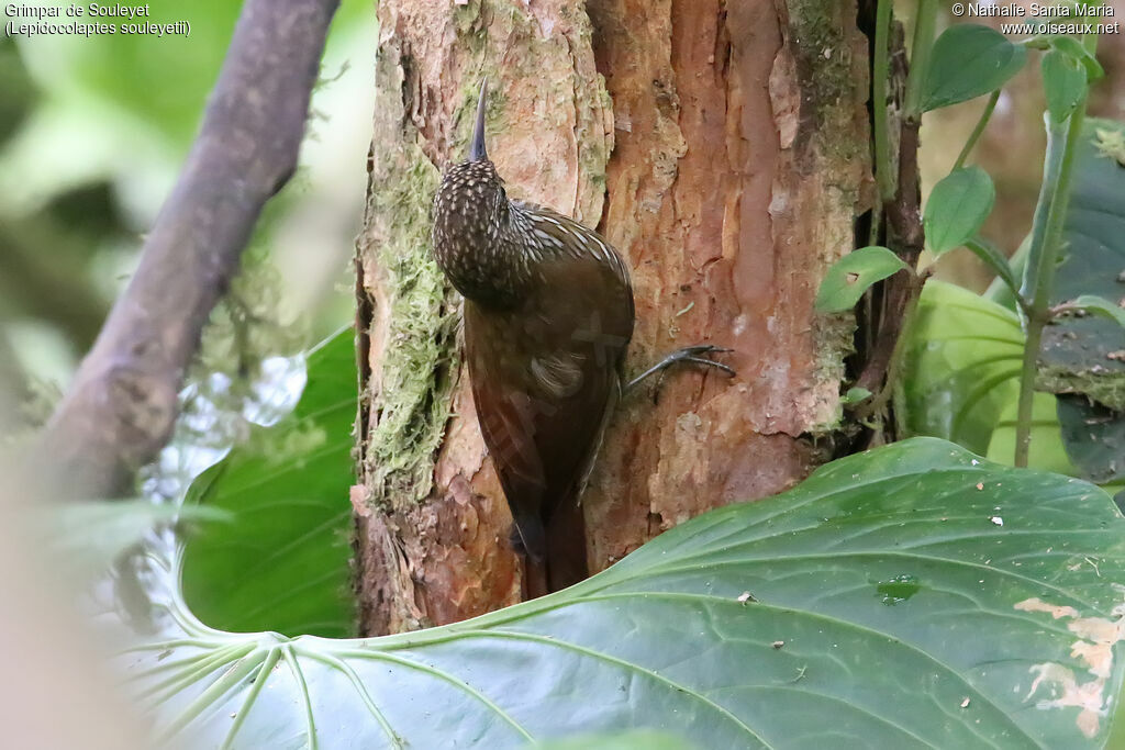 Streak-headed Woodcreeperadult, identification