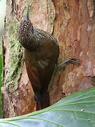 Streak-headed Woodcreeper