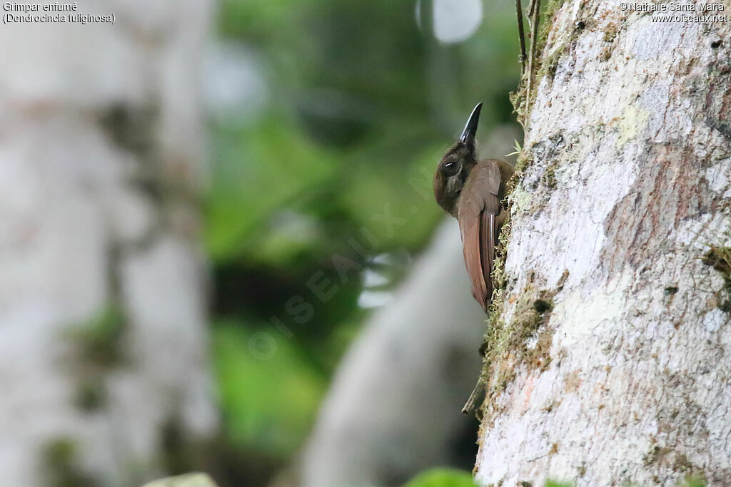 Plain-brown Woodcreeperadult, identification