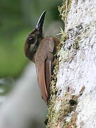 Plain-brown Woodcreeper