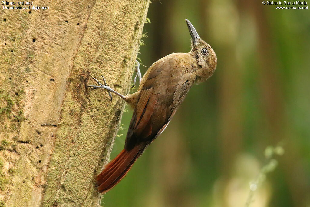 Plain-brown Woodcreeperadult, identification