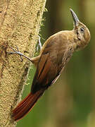 Plain-brown Woodcreeper