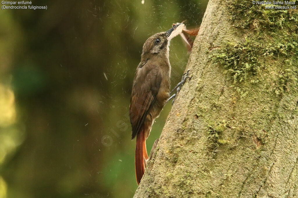 Plain-brown Woodcreeperadult, identification, feeding habits, eats