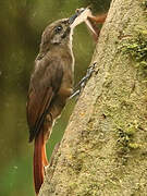 Plain-brown Woodcreeper