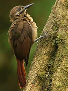 Plain-brown Woodcreeper