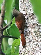 Olivaceous Woodcreeper