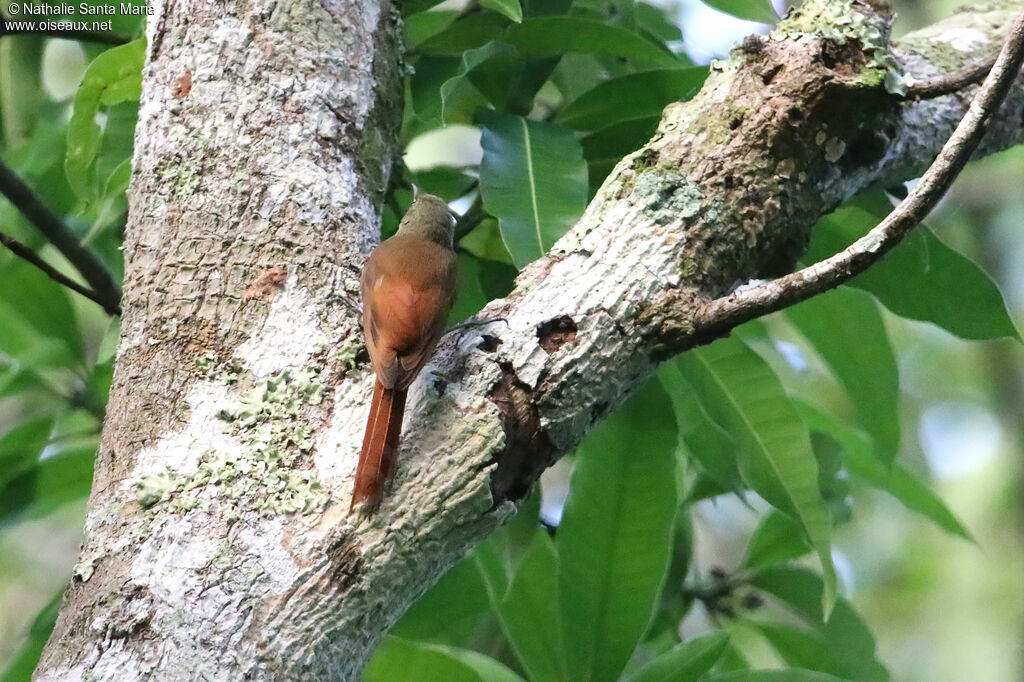 Olivaceous Woodcreeperadult, identification