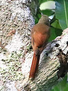 Olivaceous Woodcreeper