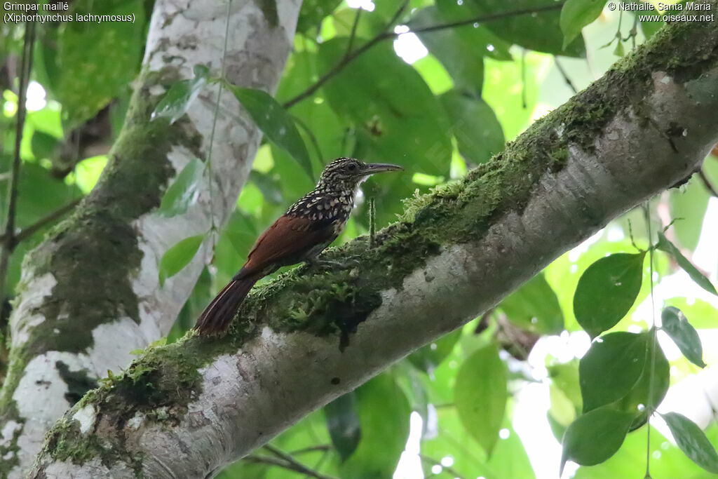 Black-striped Woodcreeperadult, identification