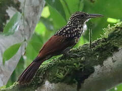 Black-striped Woodcreeper