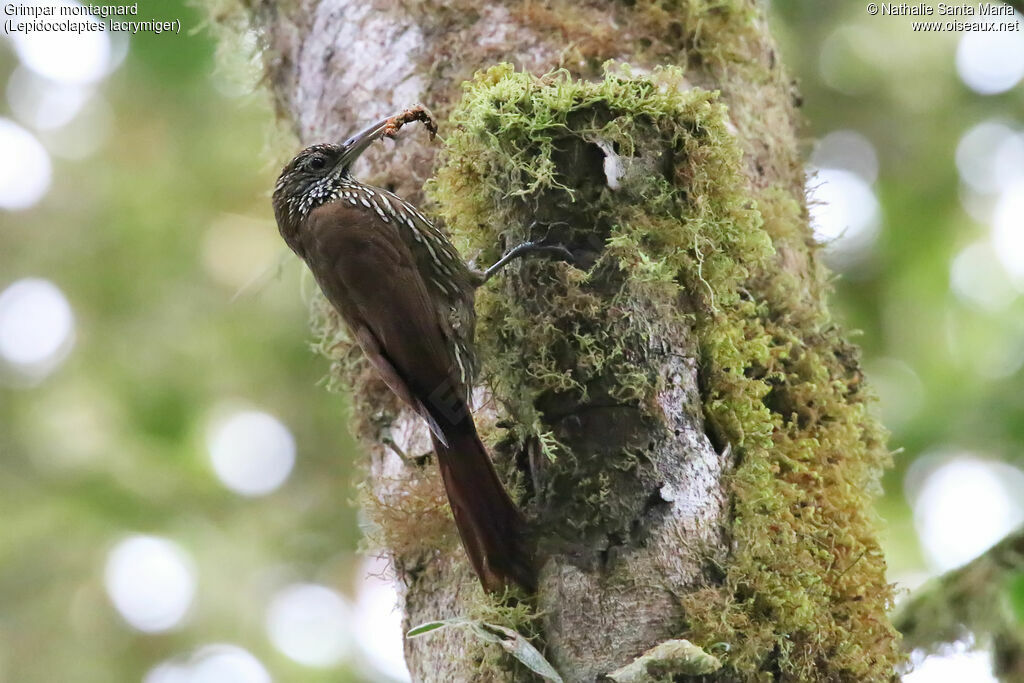 Montane Woodcreeperadult, identification, feeding habits, eats