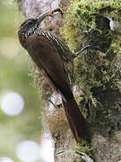 Montane Woodcreeper