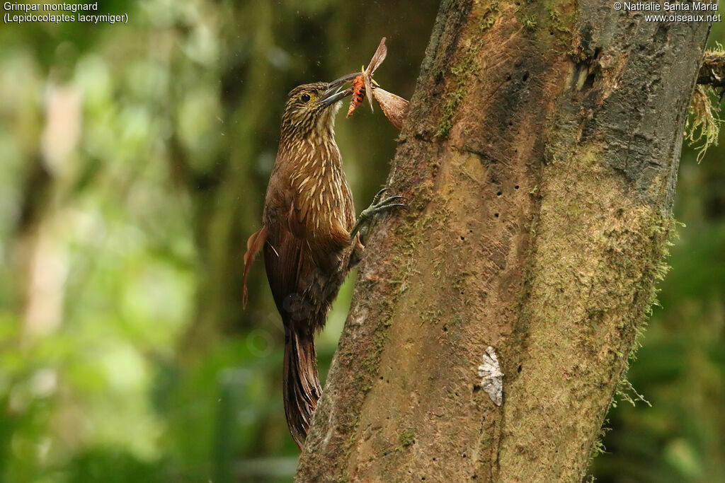 Grimpar montagnardadulte, identification, régime, mange