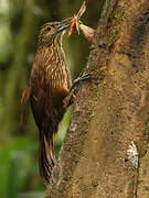 Montane Woodcreeper