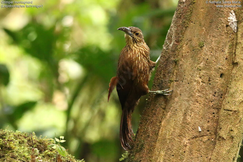 Montane Woodcreeperadult, identification